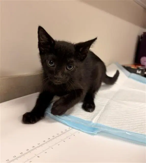 Butterfly - Domestic Short Hair
