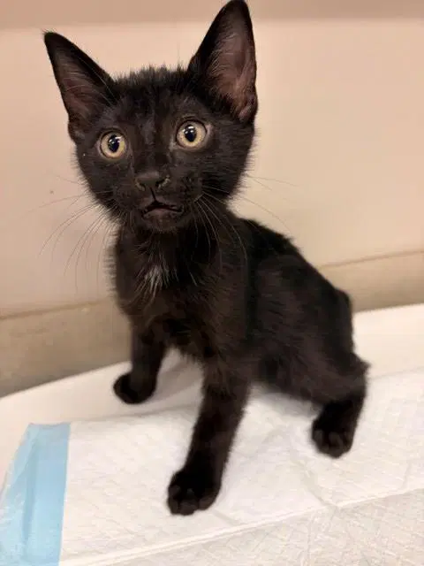 Caddisfly - Domestic Short Hair