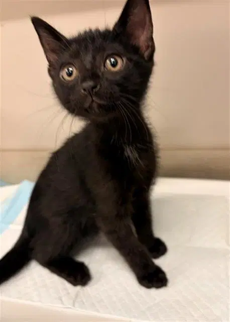 Dragonfly - Domestic Short Hair