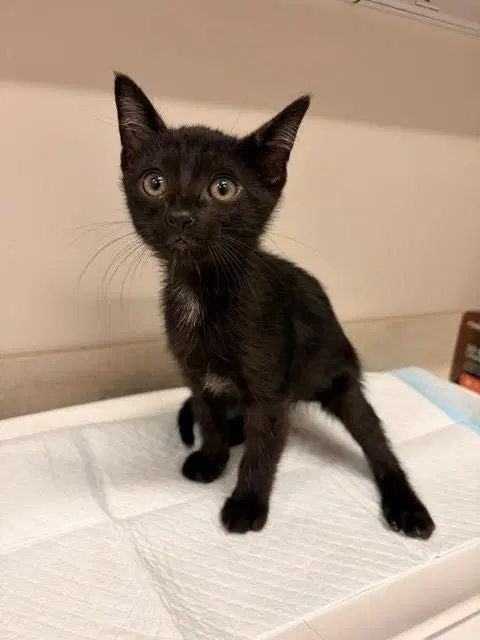 Firefly - Domestic Short Hair