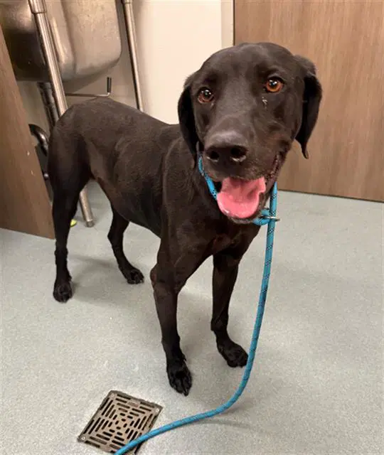 Link - Labrador Retriever