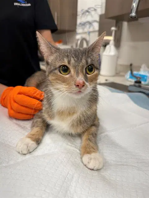 Pig - Domestic Short Hair