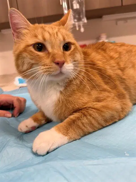 Tom - Domestic Short Hair