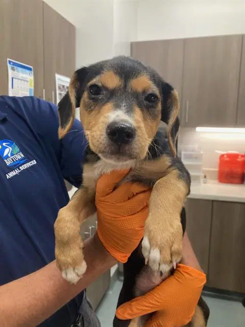 Rio - Beagle