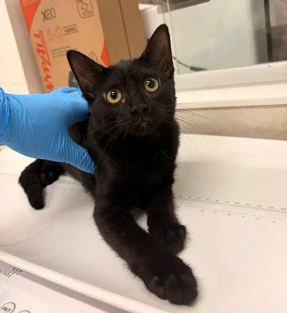 Bandit - Domestic Short Hair
