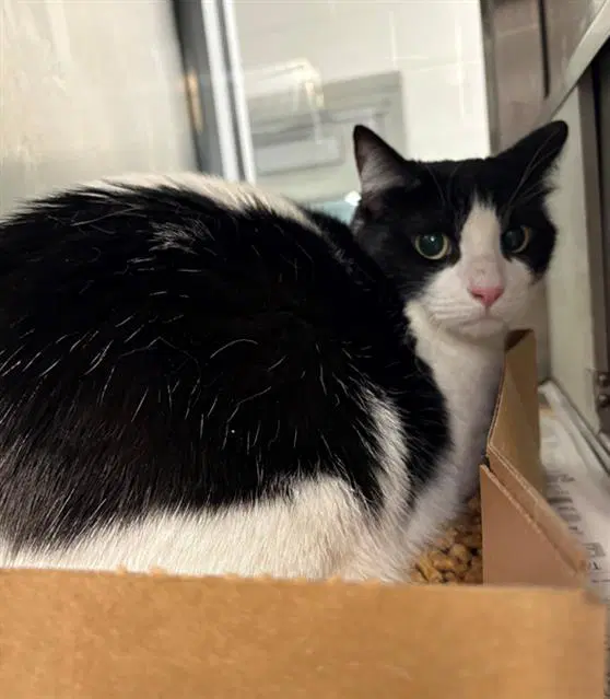 Kipper - Domestic Short Hair