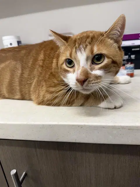 Minguis - Domestic Short Hair