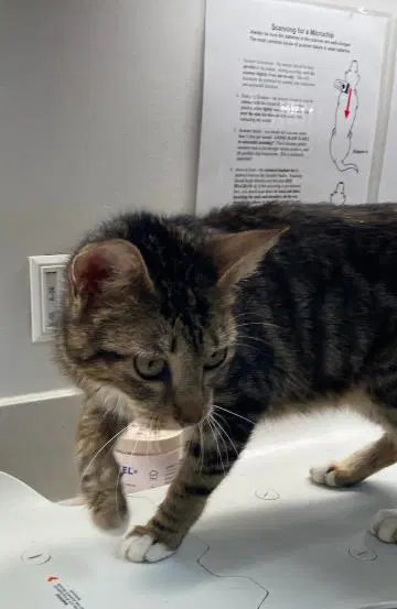 Coca-Cola - Domestic Short Hair