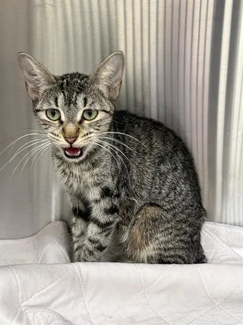 Winter - Domestic Short Hair