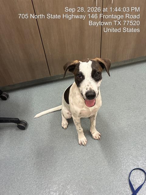 Butterscotch, Jack Russell Terrier (Parson Russell Terrier)