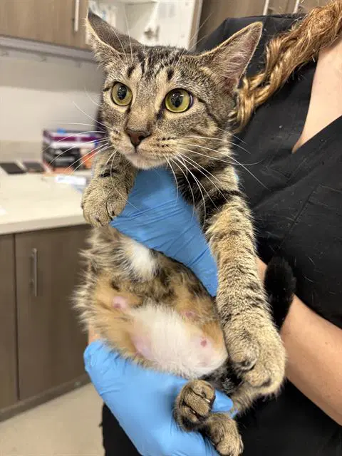 Mama - Domestic Short Hair