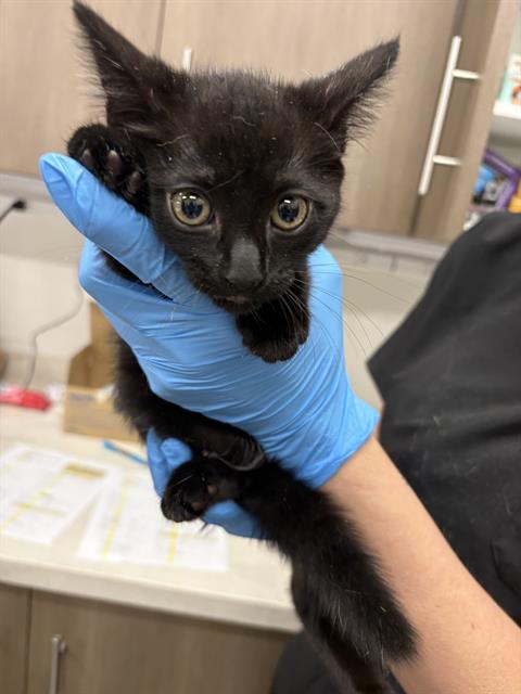 Gretel, Domestic Short Hair