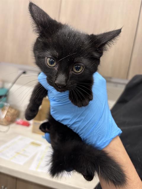 Hansel, Domestic Short Hair