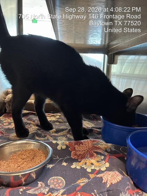 Umbreon, Domestic Short Hair
