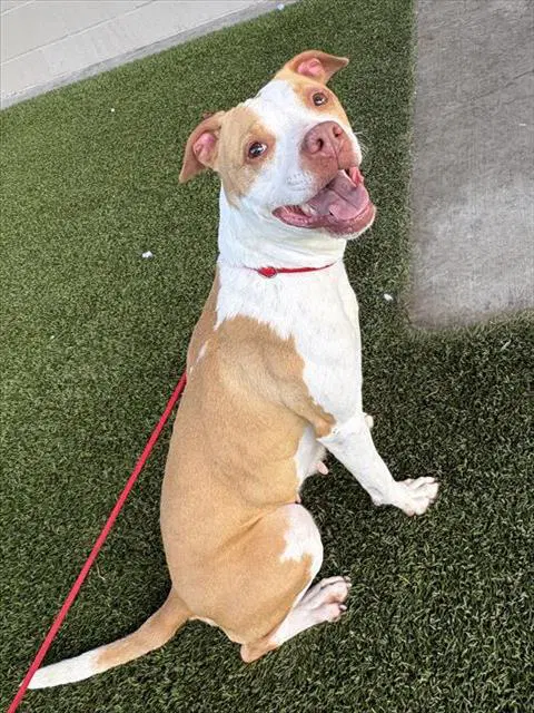 Honeybun - Pit Bull Terrier