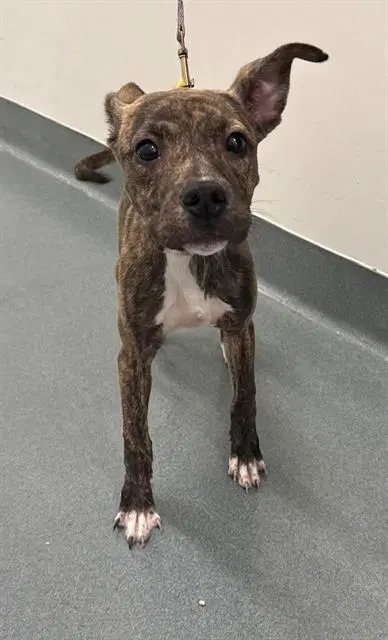 Willow - American Pit Bull Terrier