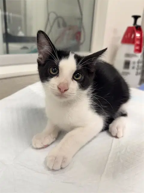 Thai - Domestic Short Hair