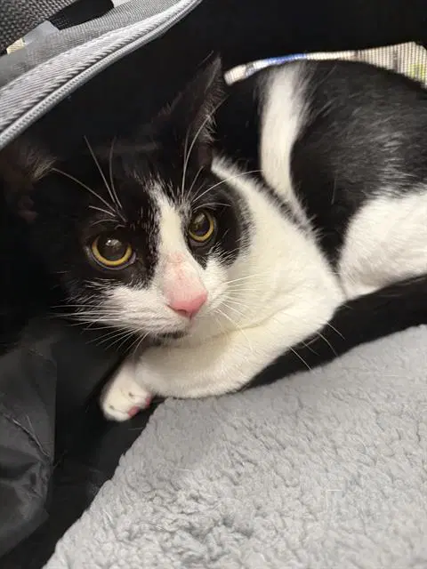 Mirin - Domestic Short Hair