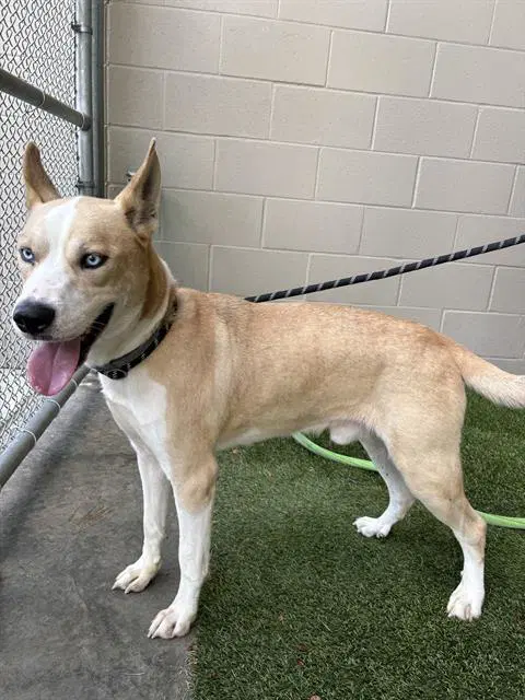 Hansen - Husky