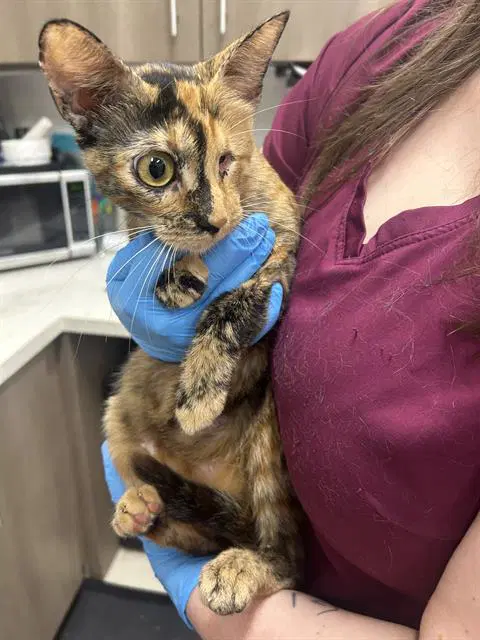 Brooklyn - Domestic Short Hair