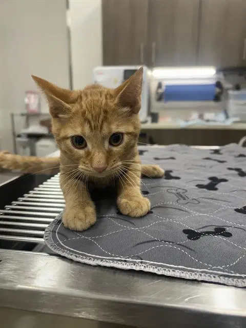 Thomas O'malle - Domestic Short Hair
