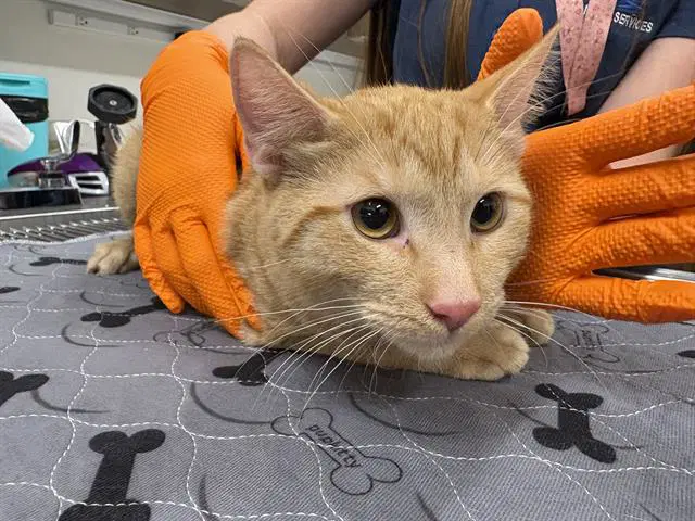 Chucky - Domestic Short Hair