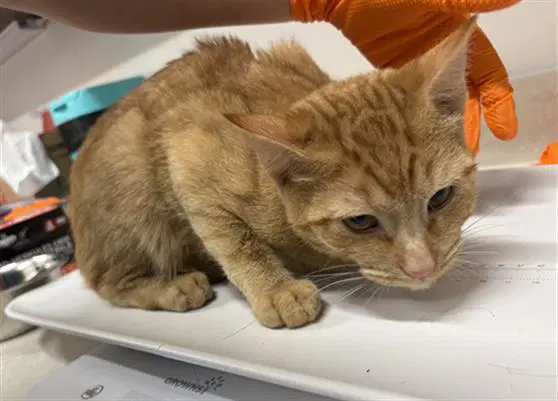 Butterfinger - Domestic Short Hair