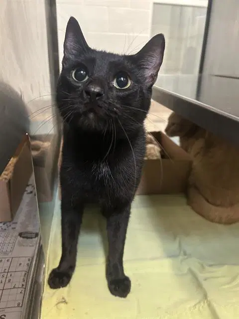 Boo - Domestic Short Hair