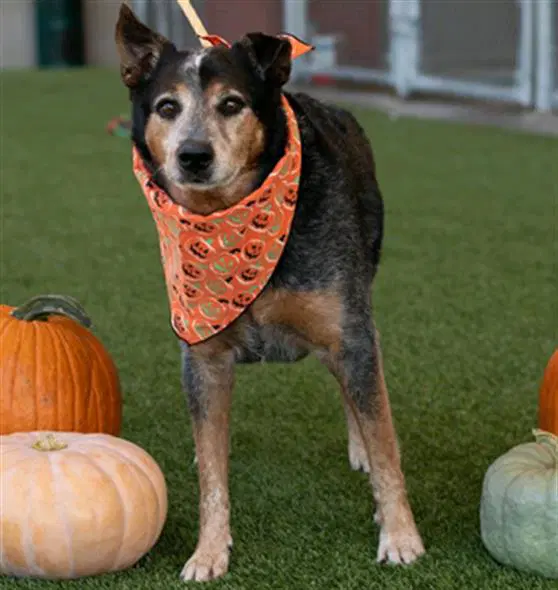 Cedar - Australian Cattle Dog/Blue Heeler