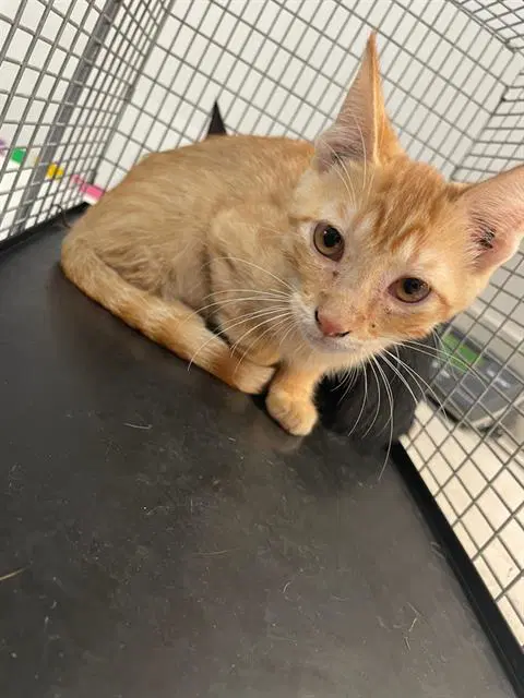 Biscoff - Domestic Short Hair
