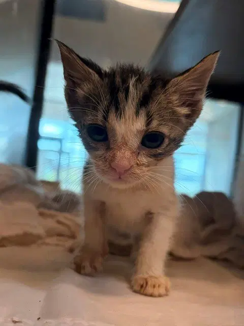 Shovel - Domestic Short Hair