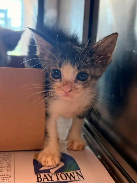 Bucket - Domestic Short Hair