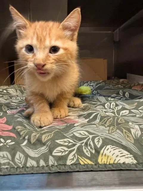 Timmy - Domestic Short Hair