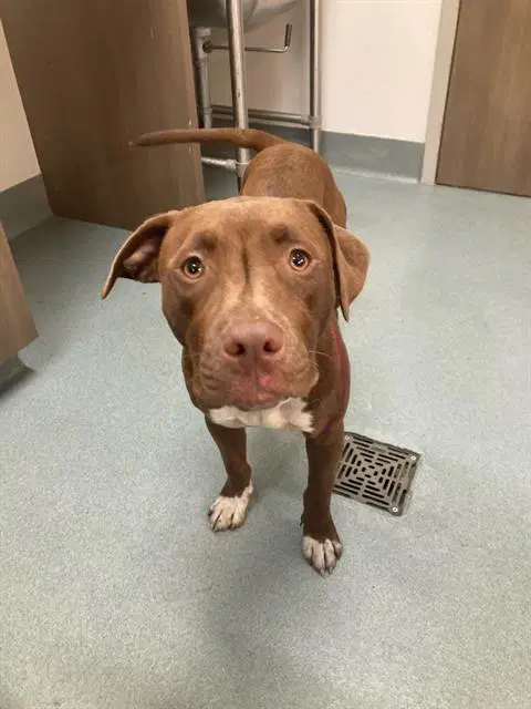 Neela - Pit Bull Terrier