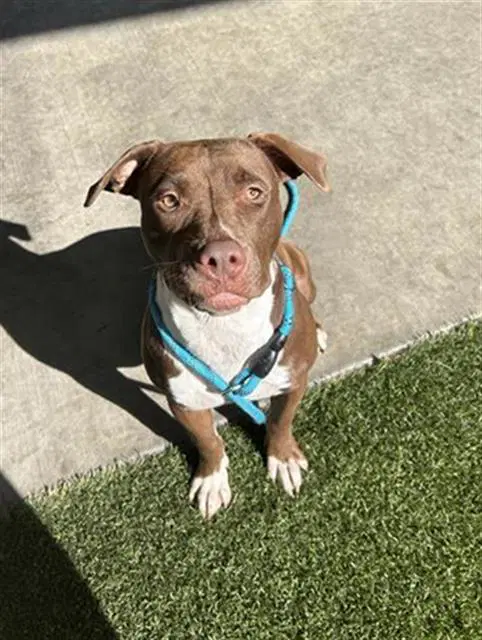 Neela - Pit Bull Terrier