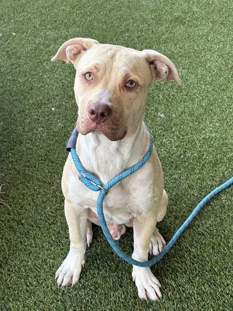 Chester - Pit Bull Terrier