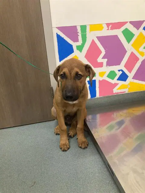 George - Black Mouth Cur