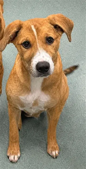 Sugarplum - Black Mouth Cur