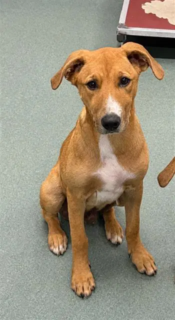 Larry - Black Mouth Cur