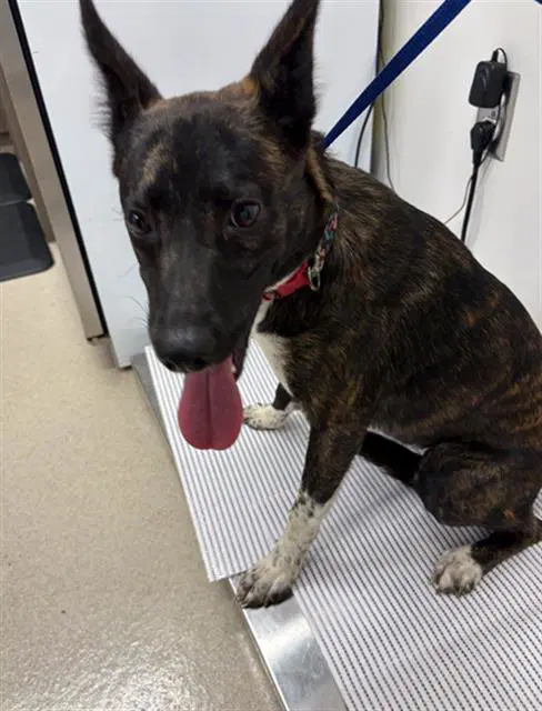 Frisky - Belgian Shepherd Malinois