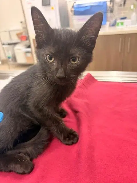 Apollo - Domestic Short Hair