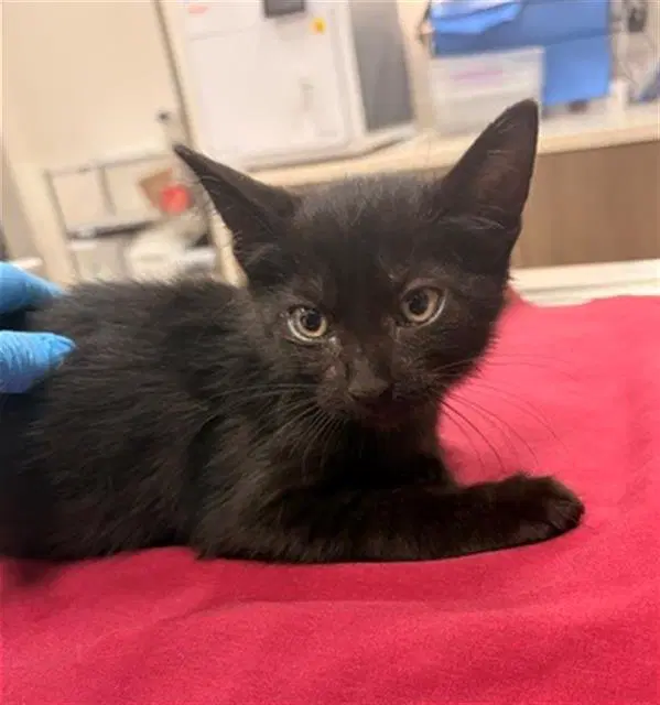 Hermes - Domestic Short Hair