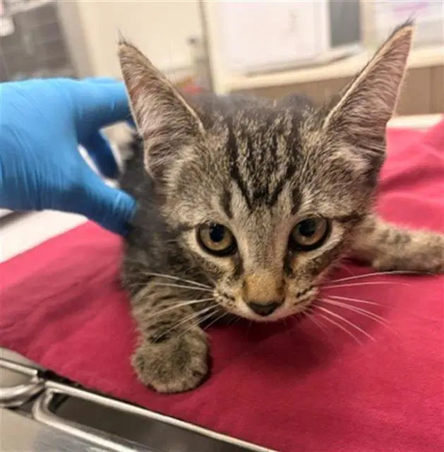 Hestia - Domestic Short Hair