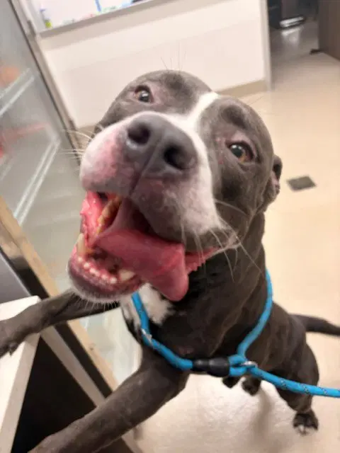 Asta - Pit Bull Terrier
