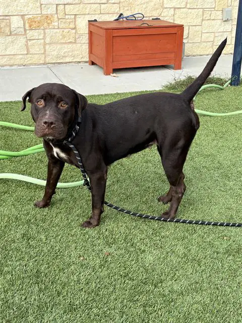 Storm - Pit Bull Terrier