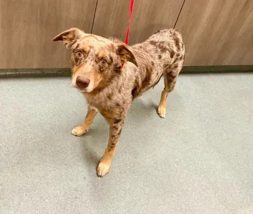 Bones - Australian Cattle Dog/Blue Heeler