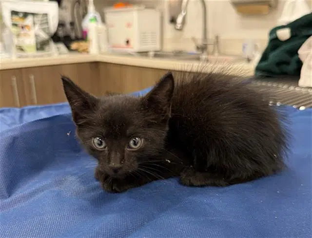 Lumos - Domestic Short Hair