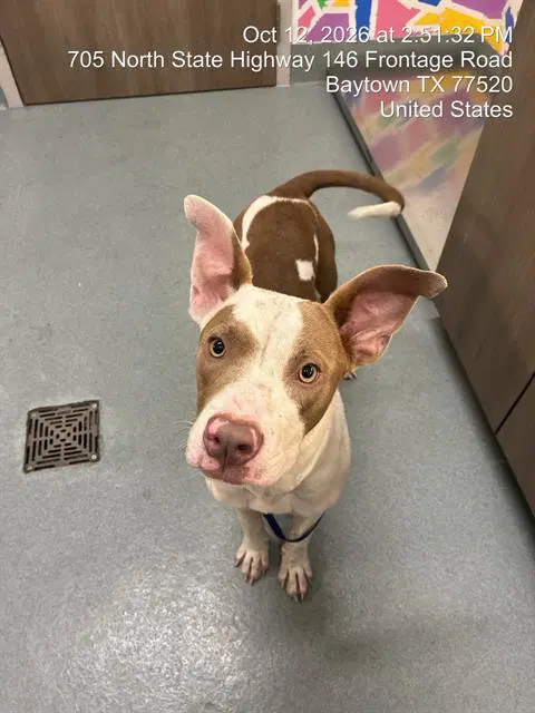 Dutchess - Pit Bull Terrier
