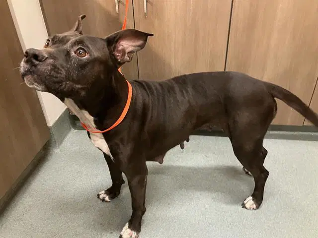 Ambrosia - Pit Bull Terrier