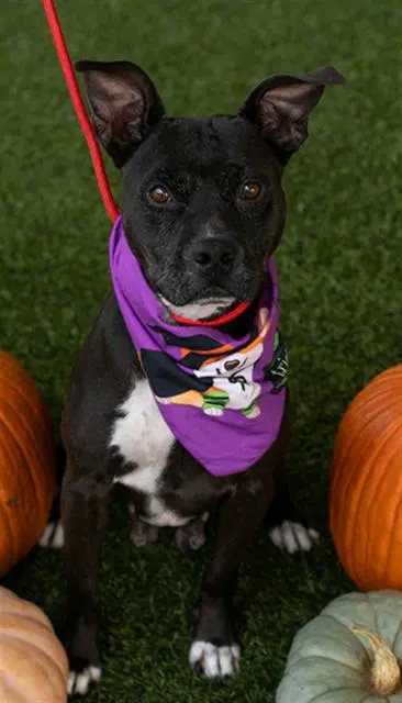 Ambrosia - Pit Bull Terrier